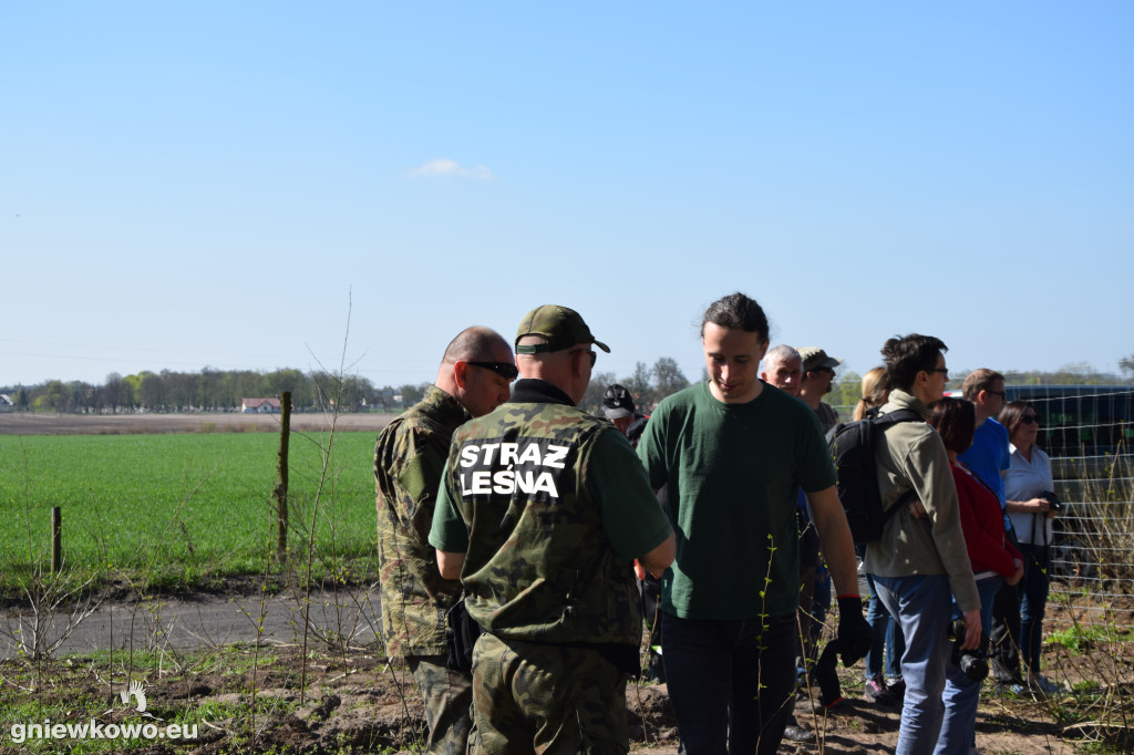 750 dębów na 750 lat Gniewkowa