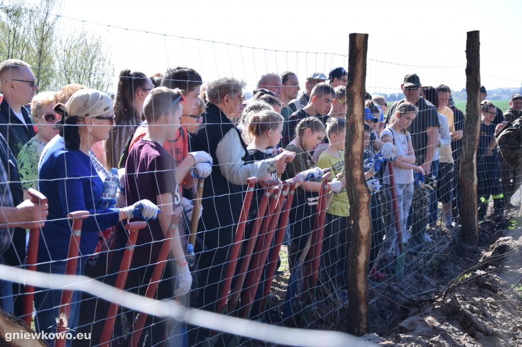 750 dębów na 750 lat Gniewkowa