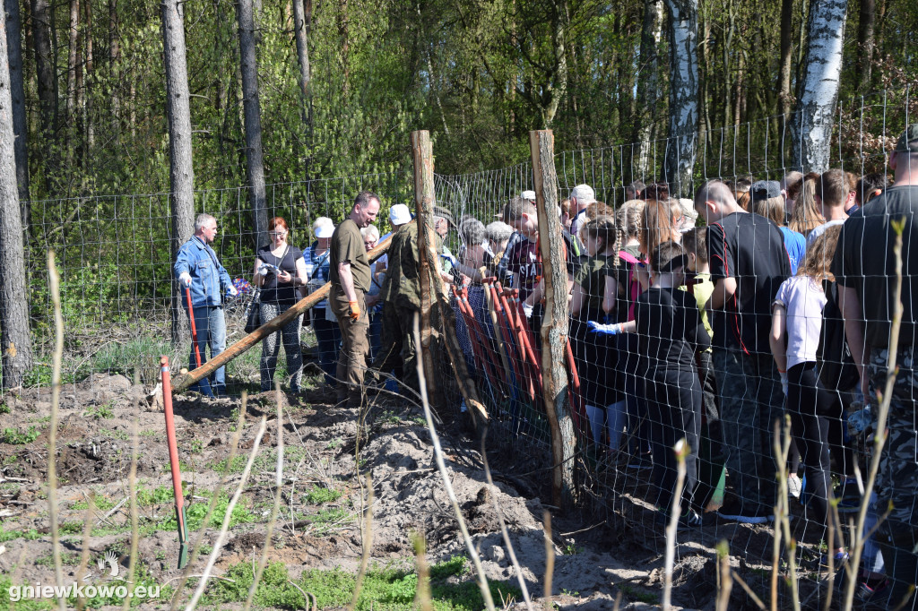750 dębów na 750 lat Gniewkowa