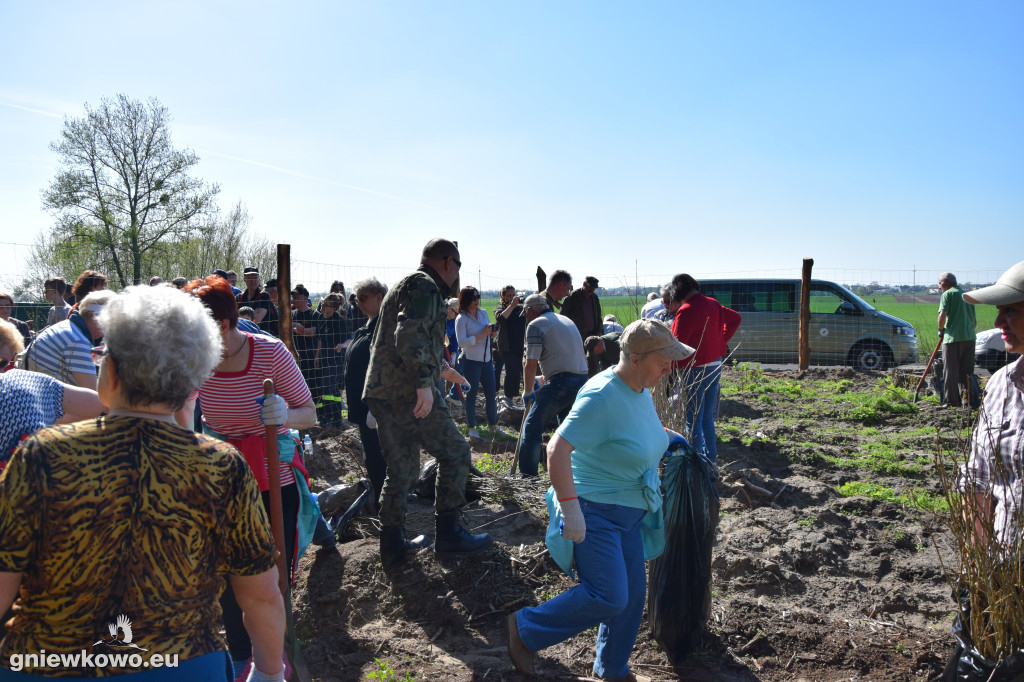 750 dębów na 750 lat Gniewkowa