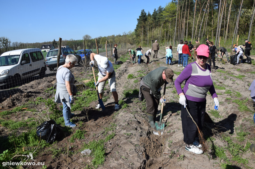 750 dębów na 750 lat Gniewkowa