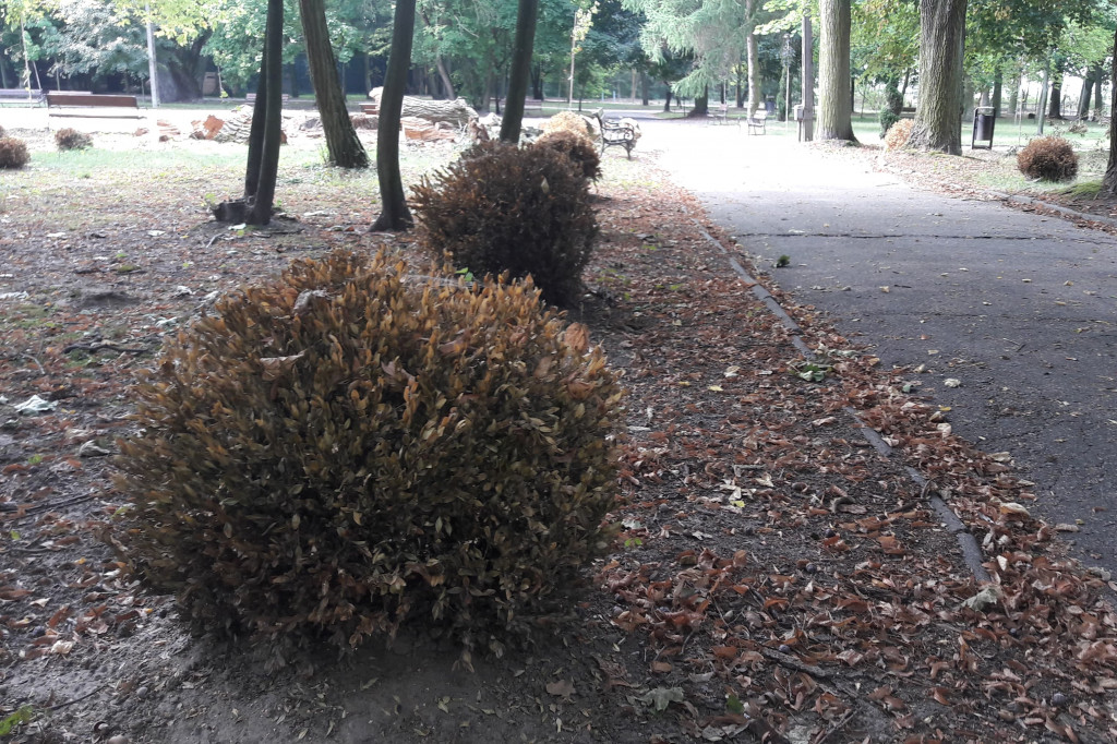 Uschnięte nasadzenia w Parku Wolności