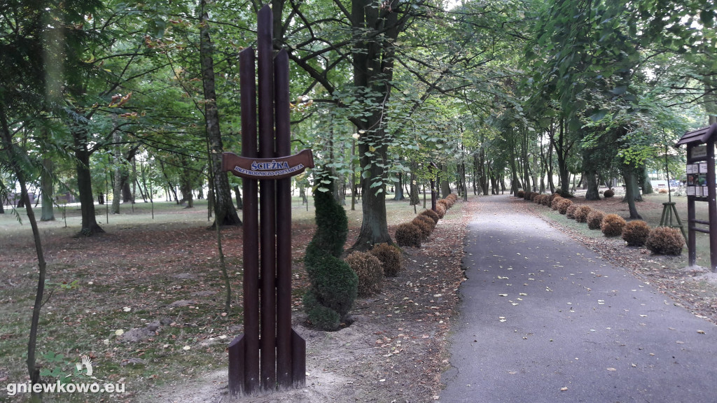 Uschnięte nasadzenia w Parku Wolności