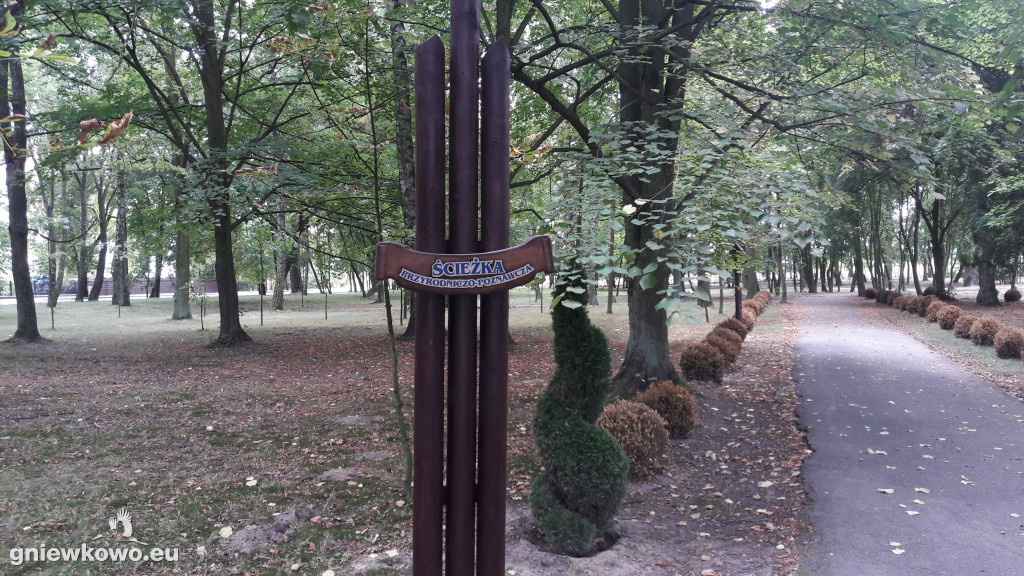 Uschnięte nasadzenia w Parku Wolności