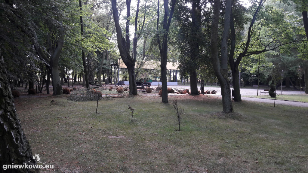 Uschnięte nasadzenia w Parku Wolności