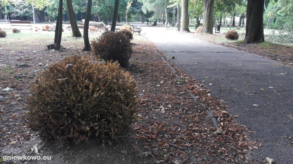 Uschnięte nasadzenia w Parku Wolności
