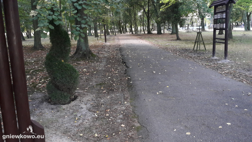 Uschnięte nasadzenia w Parku Wolności