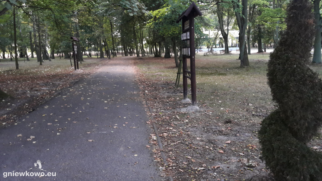 Uschnięte nasadzenia w Parku Wolności
