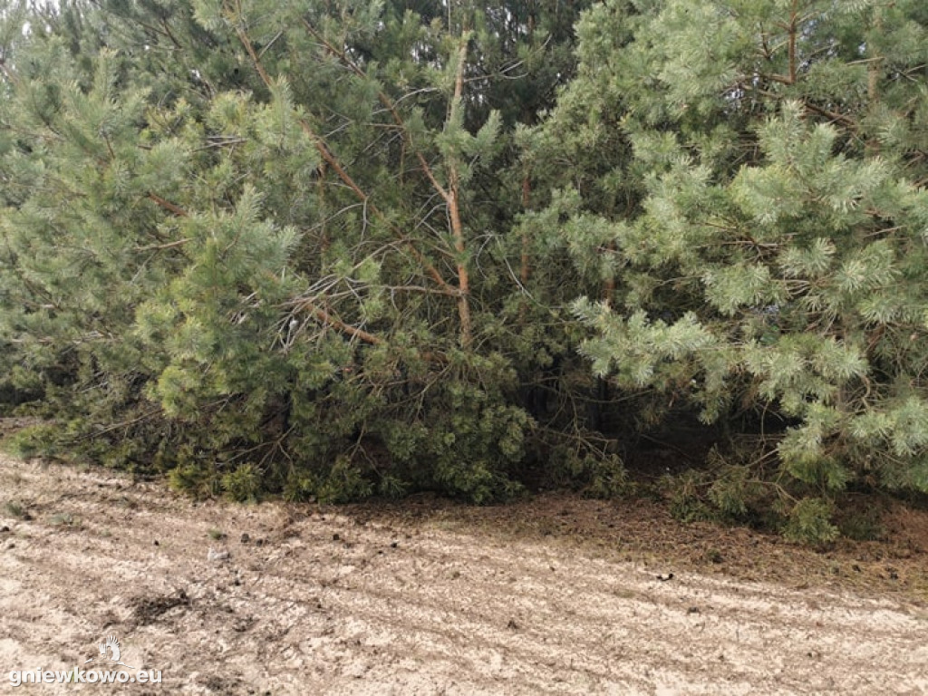 Pożar poszycia leśnego w okolicach Godzięby