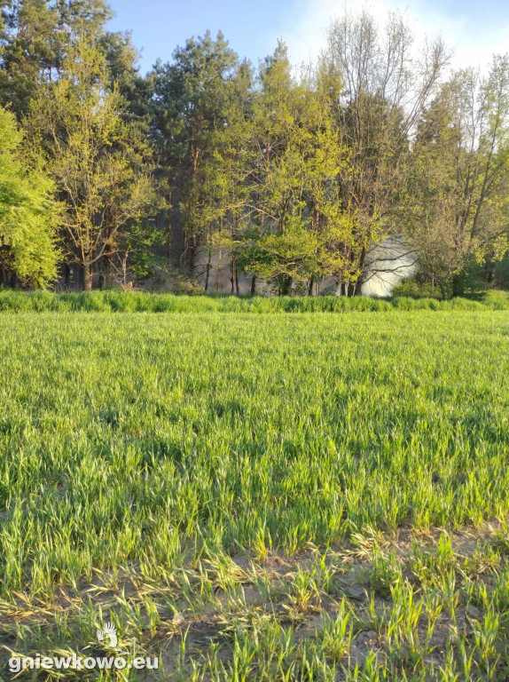 Pożar lasu w Jaszczółtowie