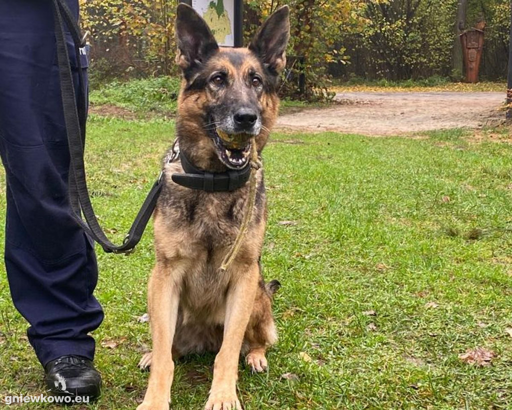 Policjanci z psami w Nadleśnictwie Gniewkowo
