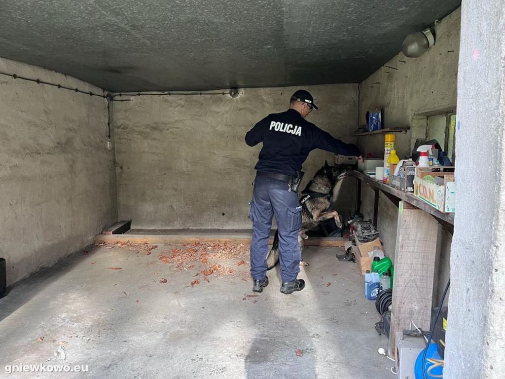 Policjanci z psami w Nadleśnictwie Gniewkowo