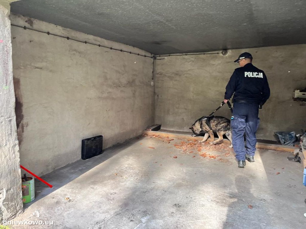 Policjanci z psami w Nadleśnictwie Gniewkowo