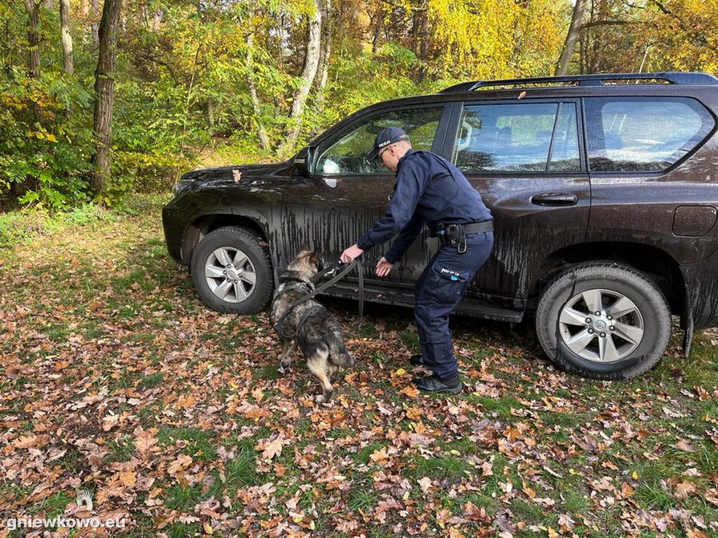 Policjanci z psami w Nadleśnictwie Gniewkowo