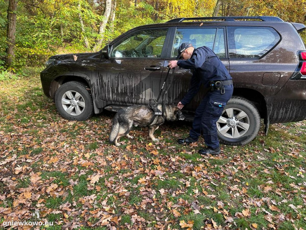 Policjanci z psami w Nadleśnictwie Gniewkowo
