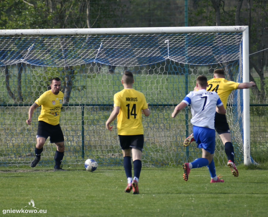 Tarant Wójcin - Mikrus 14.5.23