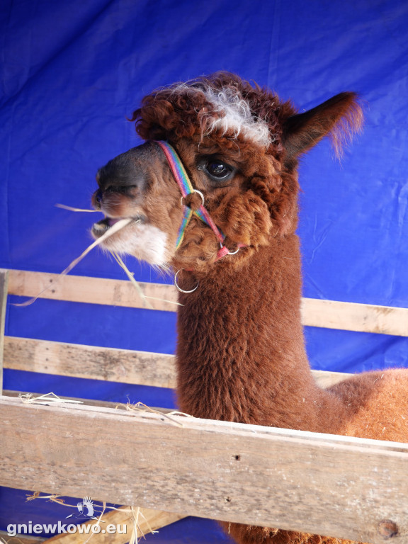 Jarmark Wielkanocny 29.3.2026