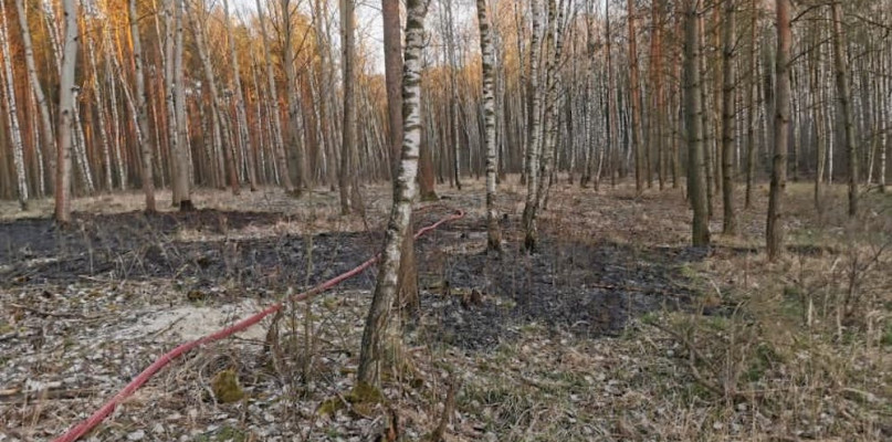 Znów pożar lasu w Godziębie. Sprawka podpalacza