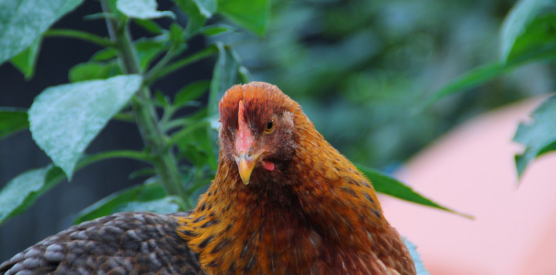 Ptasia grypa w Jezuickiej Strudze. Są konsekwencje dla Gminy Gniewkowo
