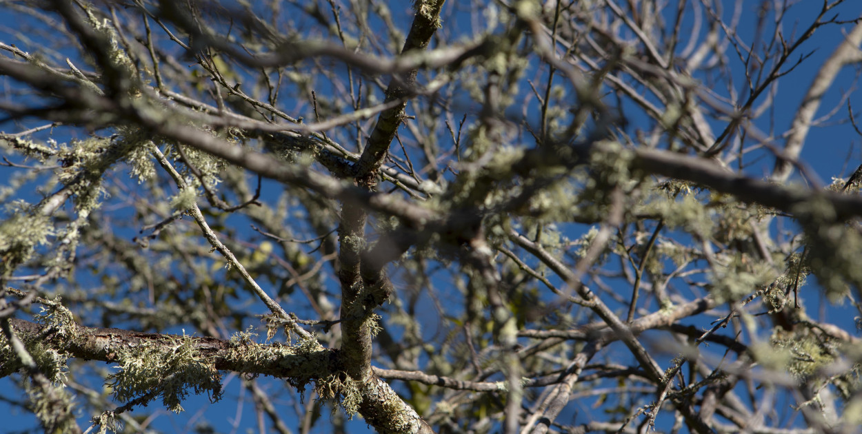 Jak rozdrabniacz do gałęzi może pomóc w recyklingu odpadów ogrodowych?