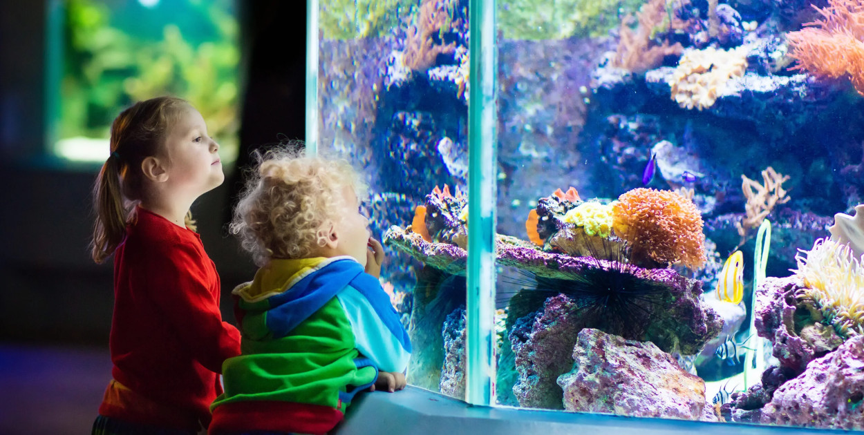 Akwarystyka morska – Przewodnik dla początkujących i zaawansowanych