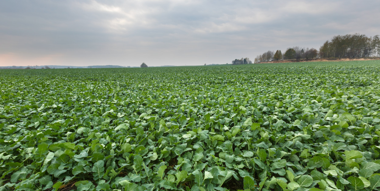 Tasznik pospolity – skuteczne metody zwalczania
