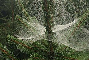 Kupujesz żywą choinkę na święta? Ten szczegół łatwo przeoczyć-15951