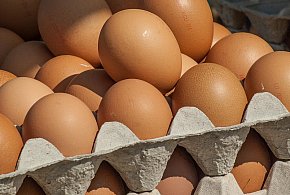Salmonella wykryta w jajach! GIS wydał pilne ostrzeżenie-15968