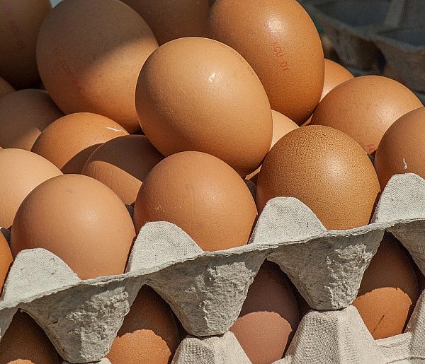 Salmonella wykryta w jajach! GIS wydał pilne ostrzeżenie-15968
